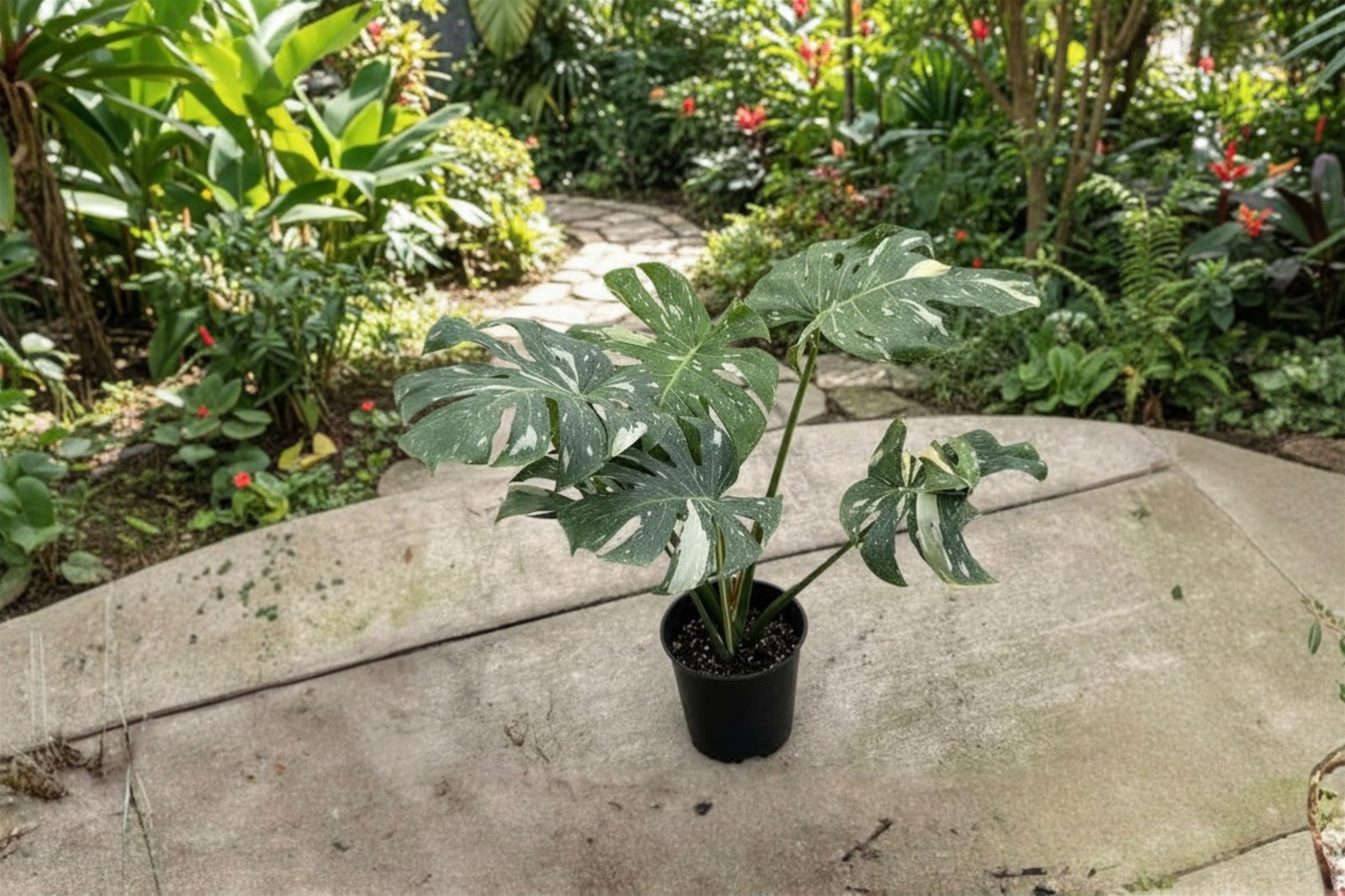 Monstera Thai Constellation Live Plant 2 Inch Pot Variegated Monstera Starter Plant Rooted Rare Houseplant Gift
