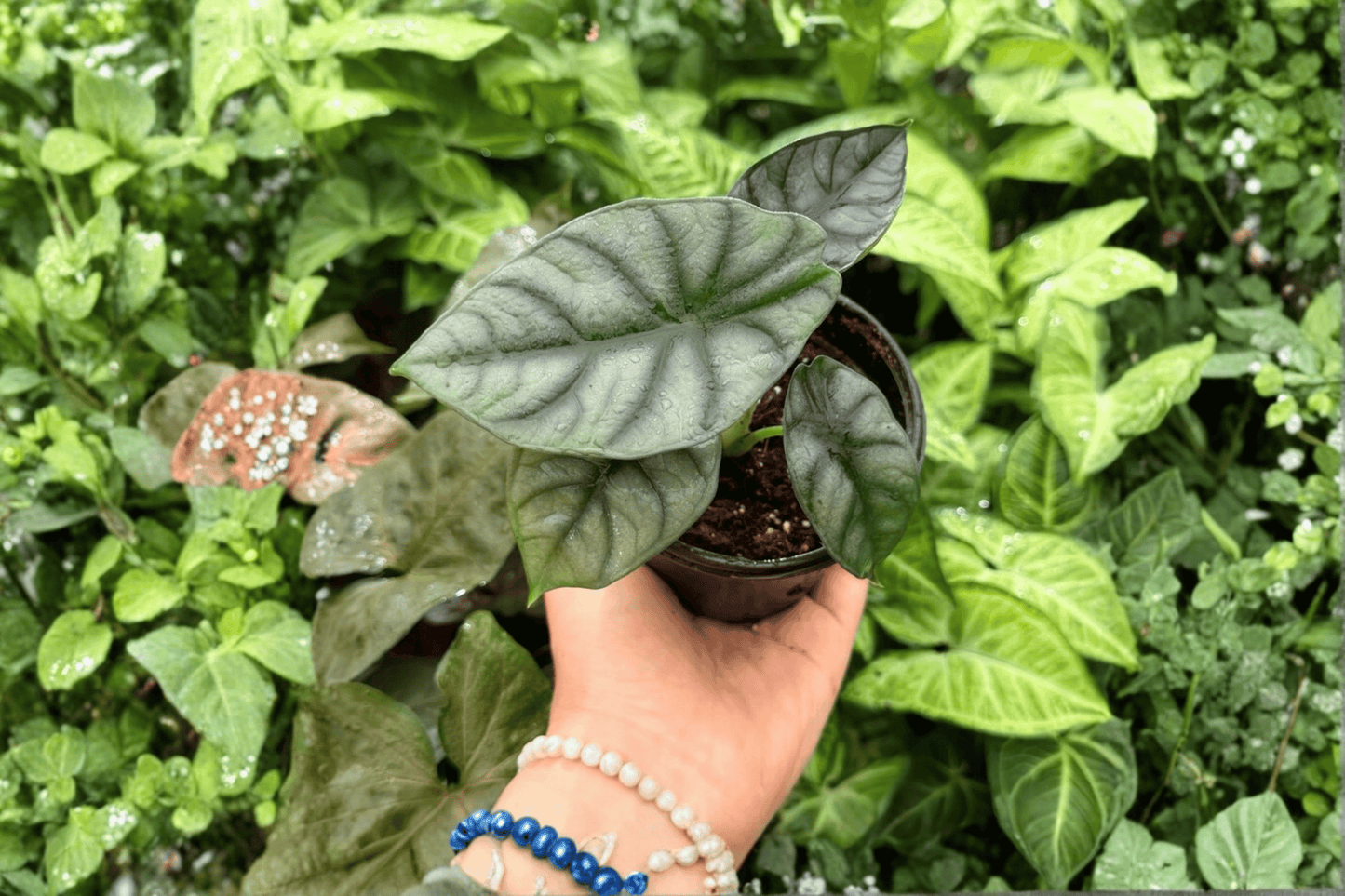 2 Exact Alocasia 'White Dragon' (Silver Dragon × Nebula) Live Plants in 4-Inch Pots