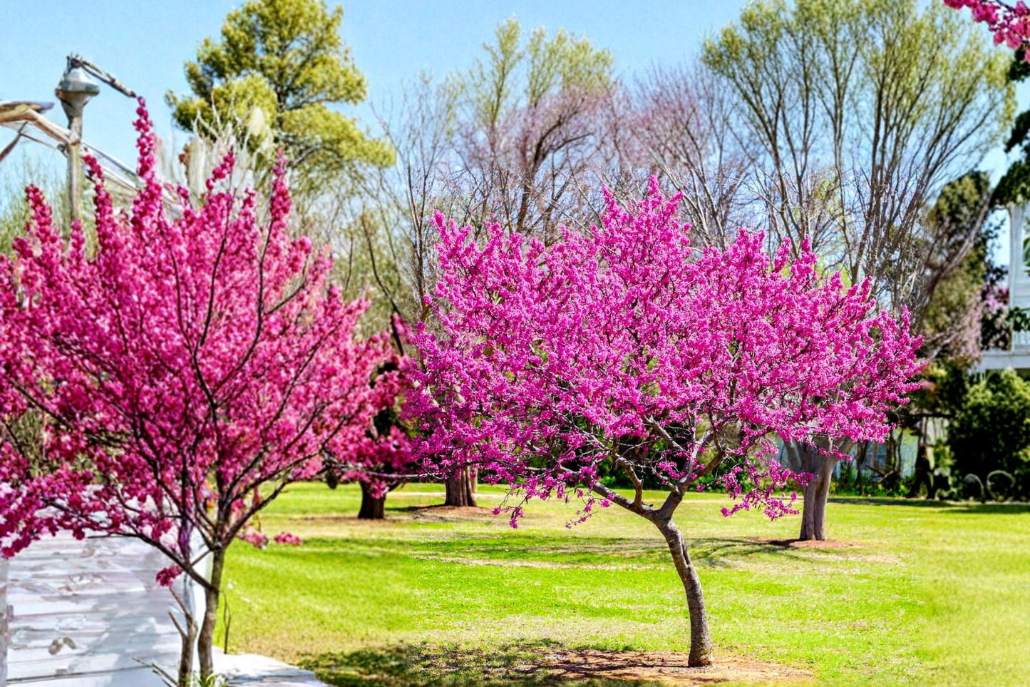 Oklahoma Redbud Tree 4-6 ft – Live Flowering Tree with Pink Spring Blooms for Home Garden Landscape Ornamental Tree