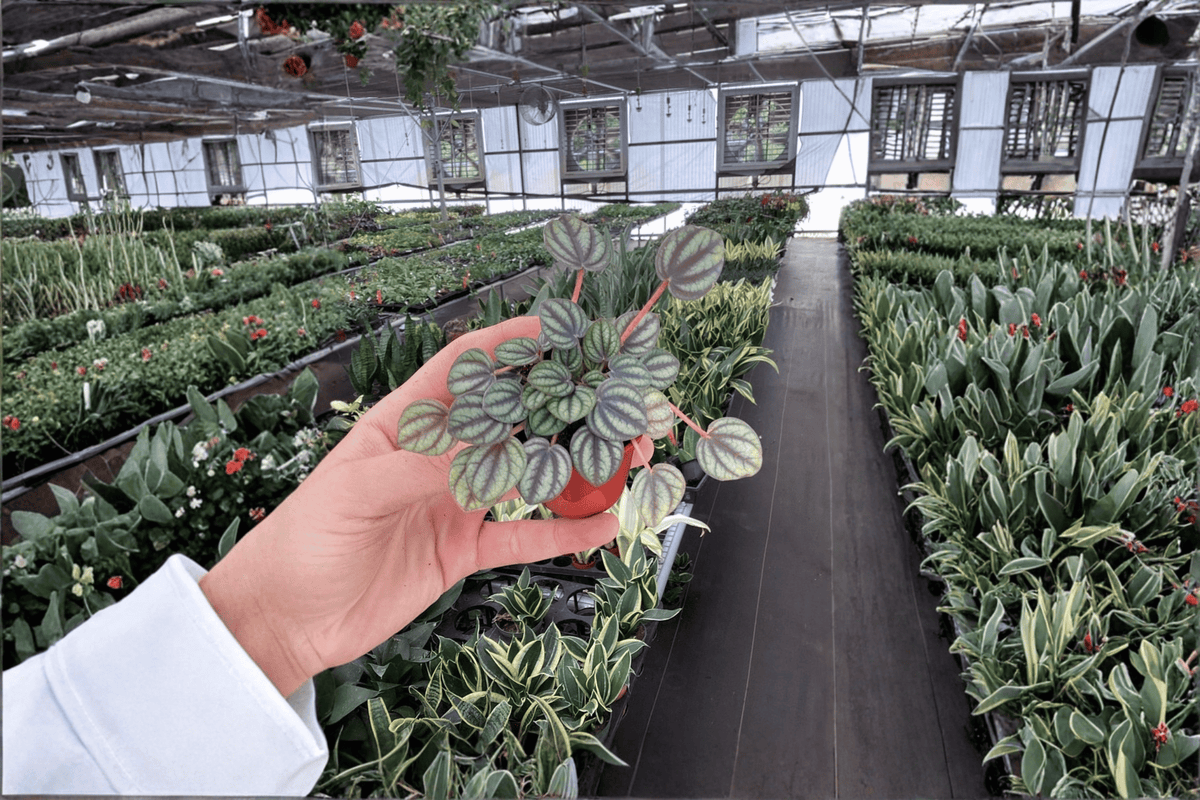 2 Peperomia Piccolo Banda Starter Plants – Peperomia albovittata ‘Piccolo Banda’