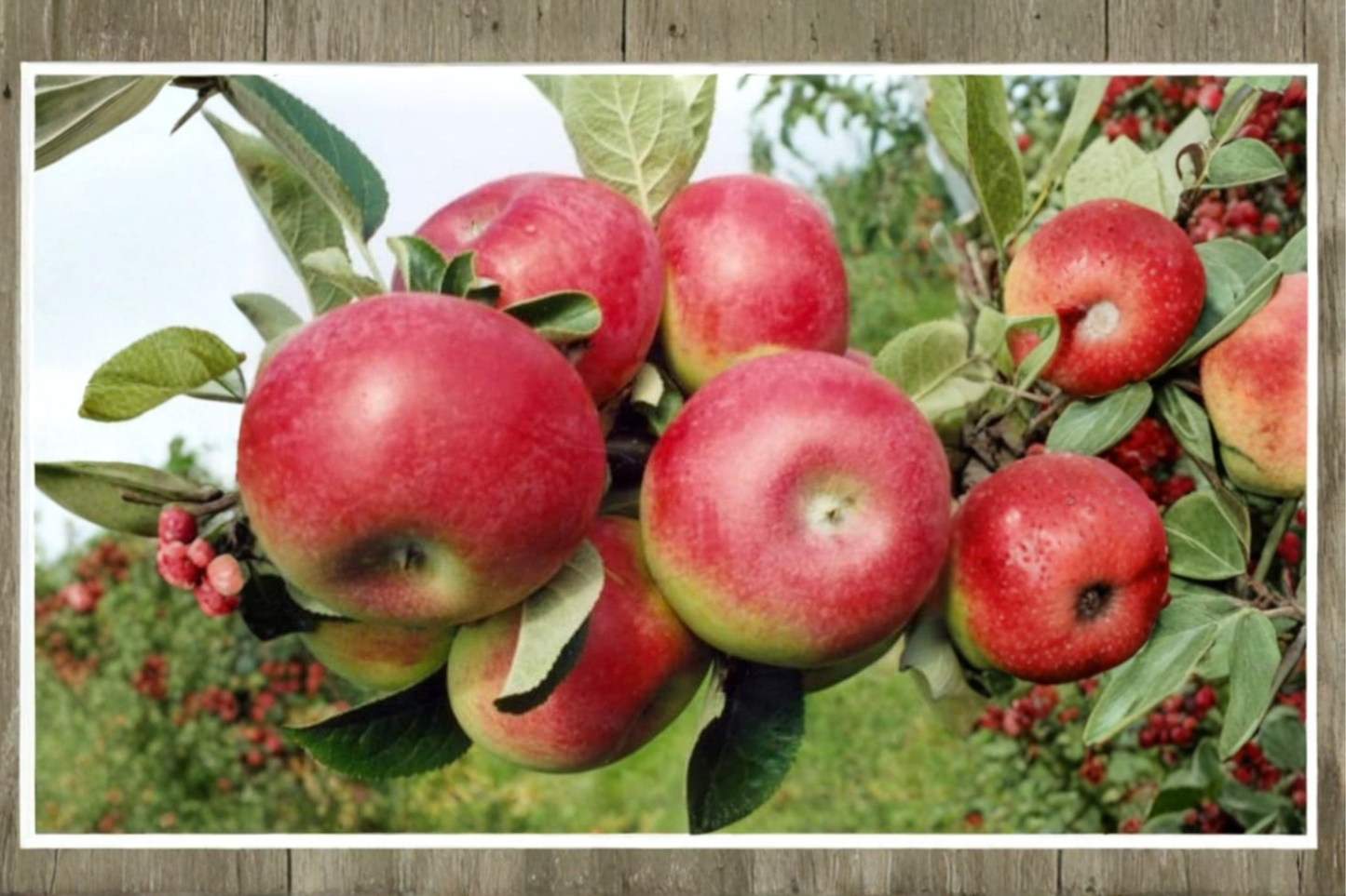 Dwarf Red Apple Tree Seeds Columnar Bonsai Apple Seeds for Planting Compact Fruit Tree Variety Pack of 5 Seeds