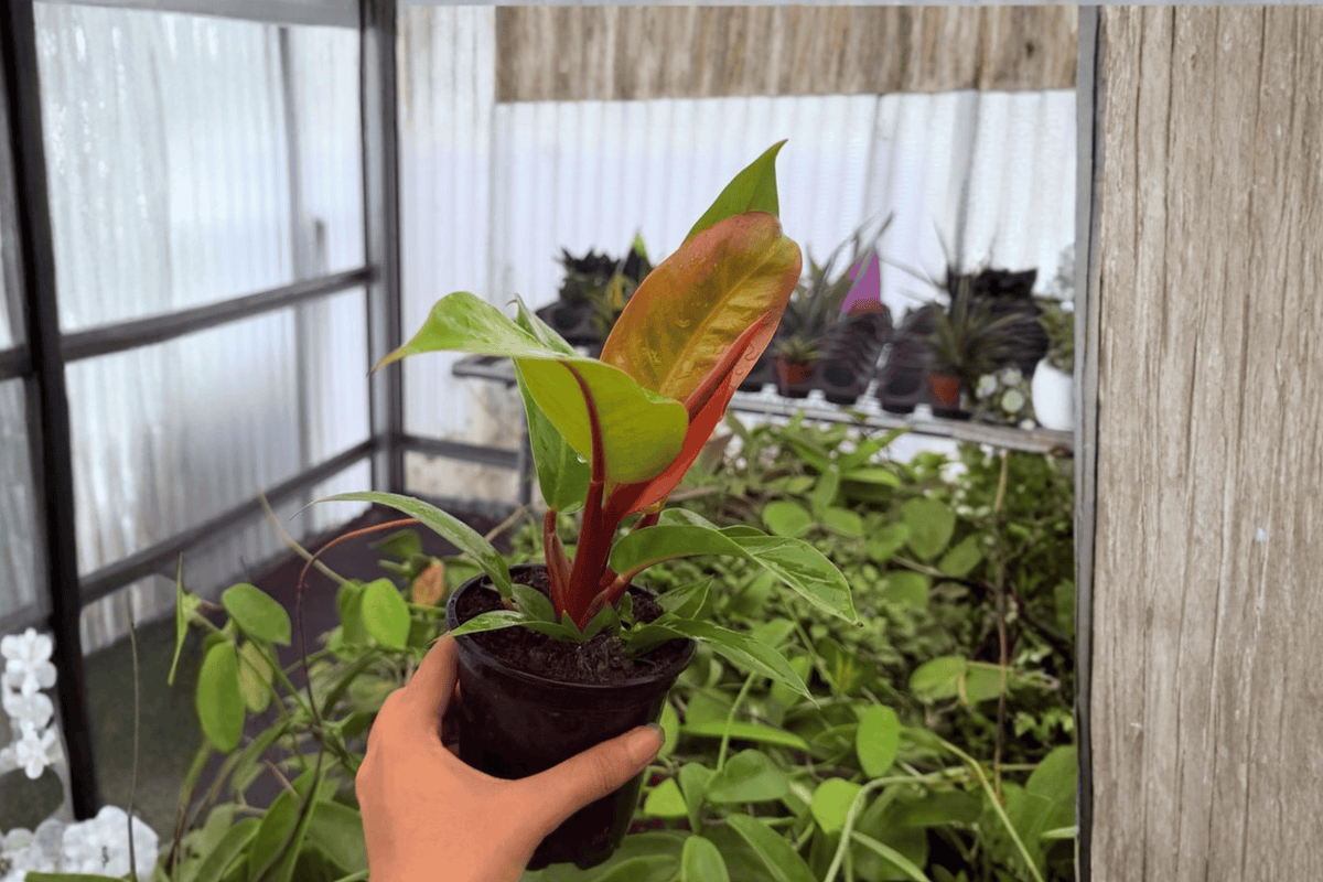 Philodendron Prince of Orange 2 Exact Live Plants – 4” Size