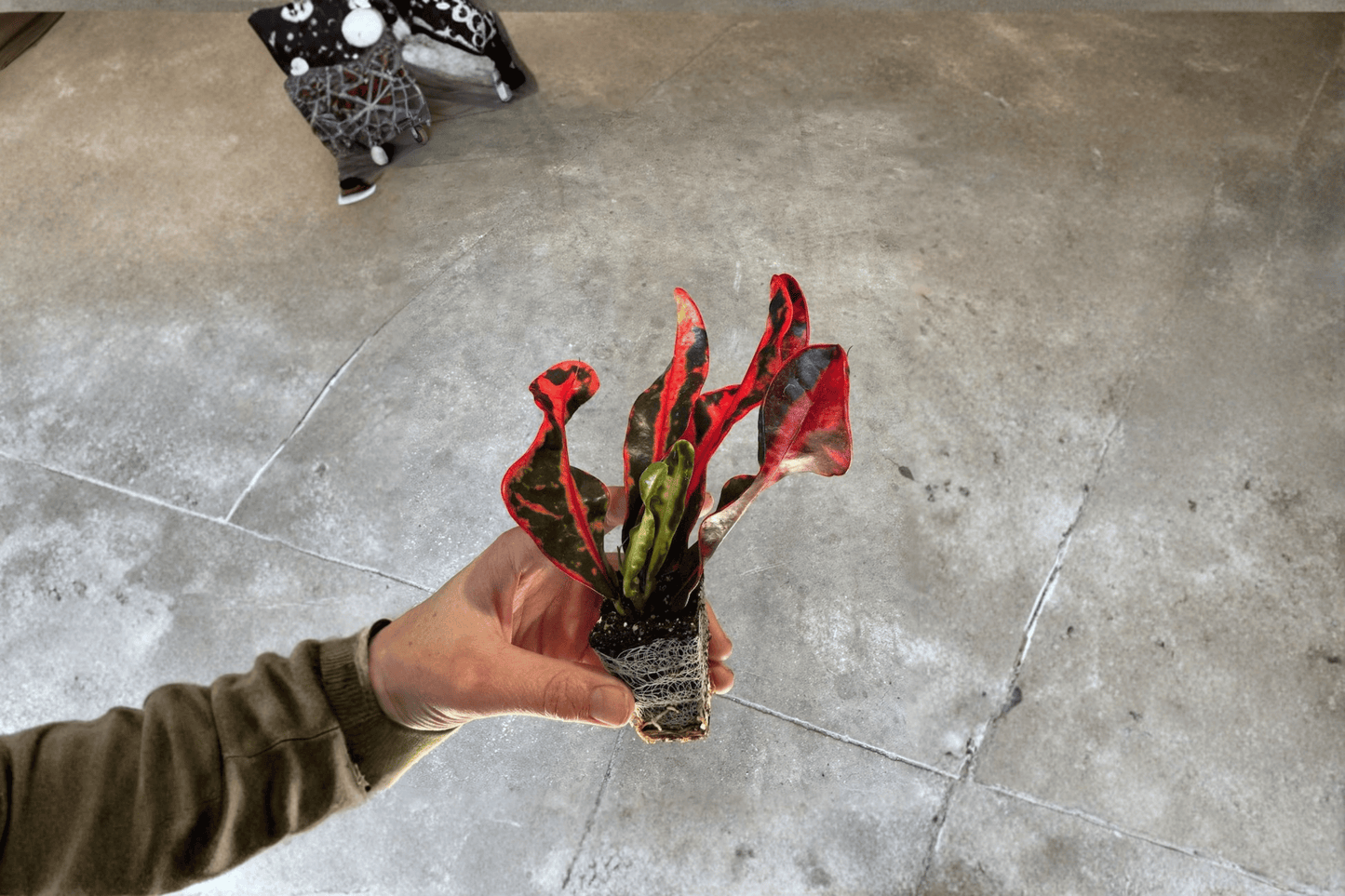 2 Mammy Croton Starter Plants Bare Root – Codiaeum variegatum 'Mammy'