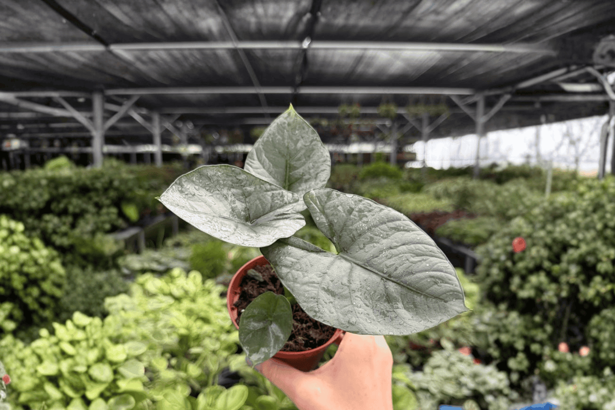 Alocasia Reginae 2 Exact Live Plants – 4-Inch Pots – Alocasia reginae