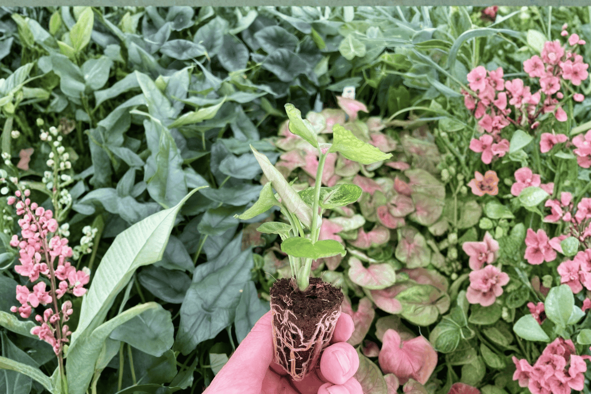 Syngonium Mango Allusion 2 Live Starter Plants – 2-Inch Nursery Size – Syngonium ‘Mango Allusion’