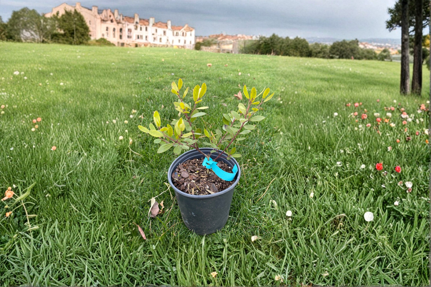 Bob Rappleye Male Inkberry Live Plant 1 Gallon Pot – Ilex glabra Evergreen Native Holly Shrub Garden Hedge Plant