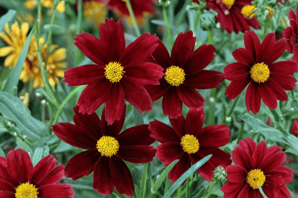 Li’l Bang Red Elf Tickseed 1 Live Flowering Perennial, 1 Quart Pot – Coreopsis × ‘Red Elf’