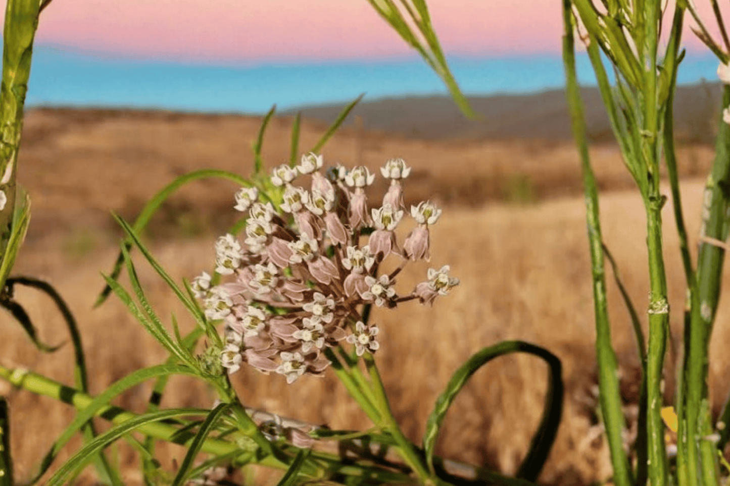 Narrow Leaf Milkweed 1 Live Plant – 4-Inch Pot – Asclepias fascicularis