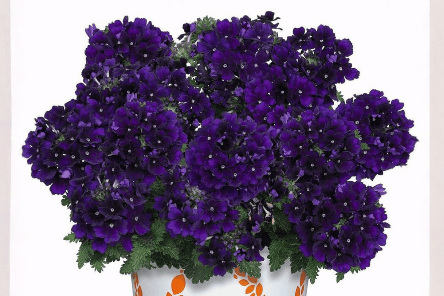 Empress Flair Violet Blue Verbena Live Plant – 4-Inch Pot – Verbena 'Empress Flair Violet Blue'