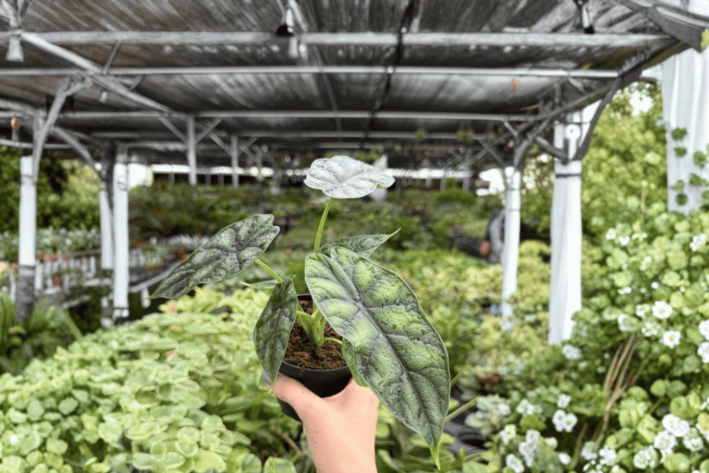 Alocasia Dragon Scale 2 Exact Live Plants – 4-Inch Pots – Alocasia baginda 'Dragon Scale'
