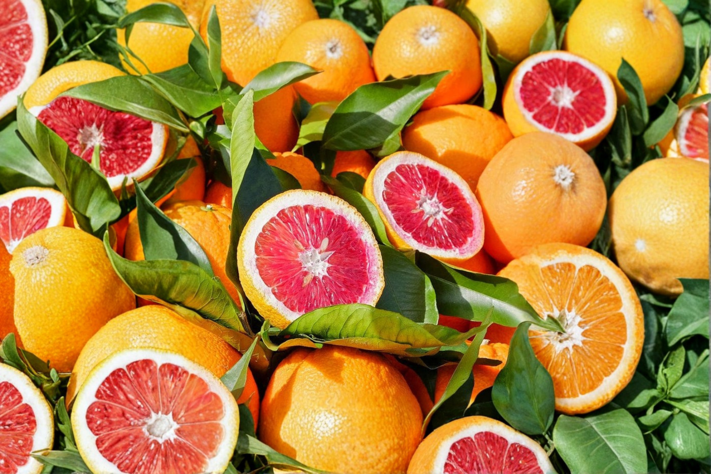 Moro Blood Orange Tree Live Plant 3 Gallon Blood Orange Citrus Tree Nearly Seedless Fruit Tree Patio Garden Plant