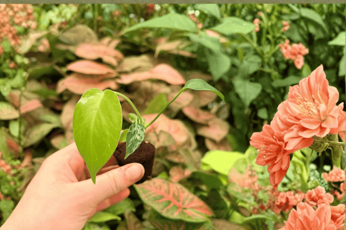 Monstera Deliciosa Bulbasaur 2 Exact Live Starter Plants – Monstera deliciosa