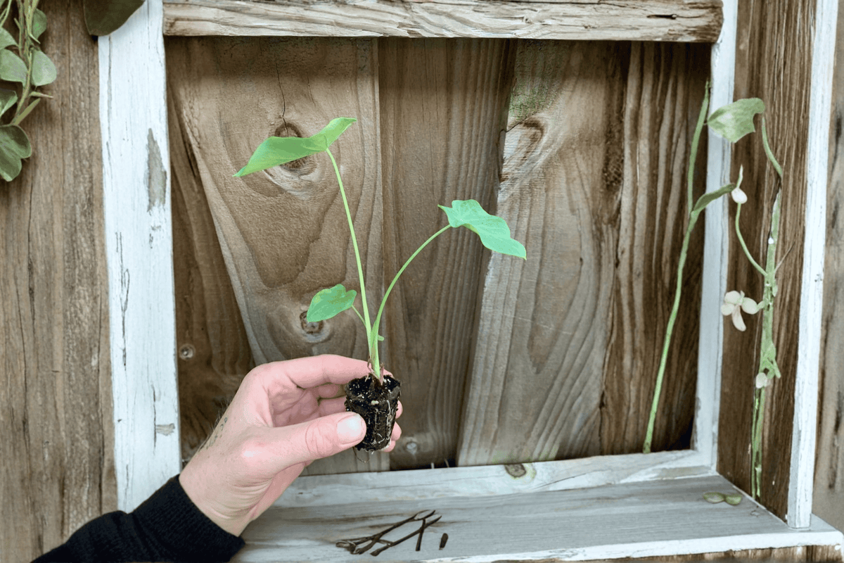Jack’s Giant Elephant Ear 2 Live Starter Plants – 2-Inch Starter Size – Colocasia gigantea