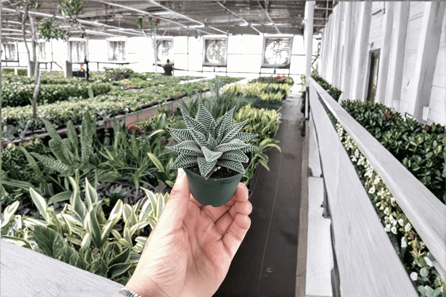 Haworthia Miami 2 Live Starter Plants – 2-Inch Pots – Haworthia ‘Miami’