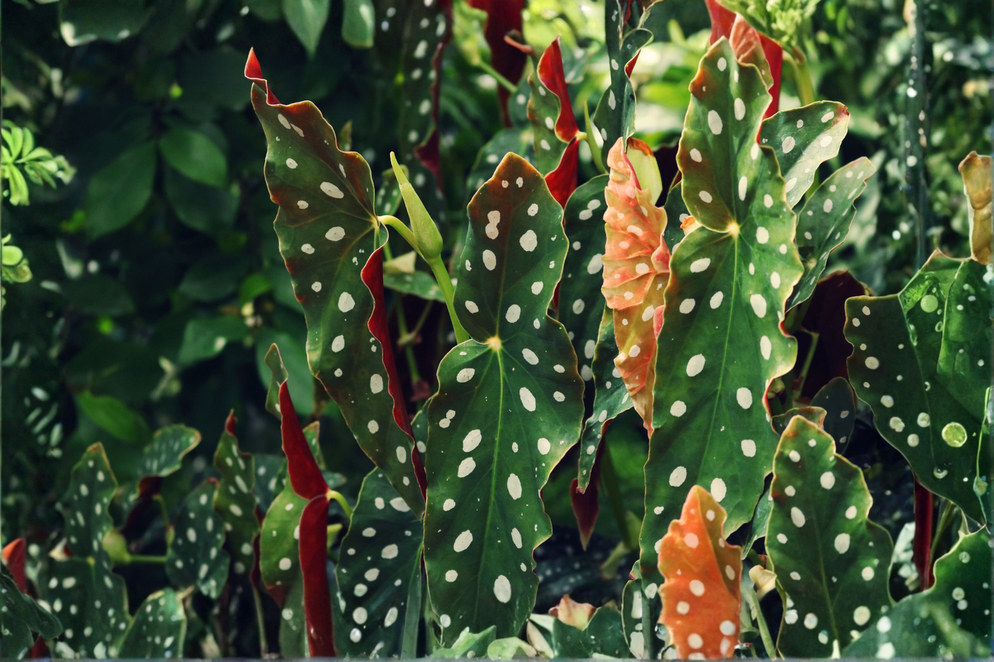Polka Dot Begonia Maculata Live Well-Rooted Starter Plant – 4–6 Inch Tall – Exact Plant