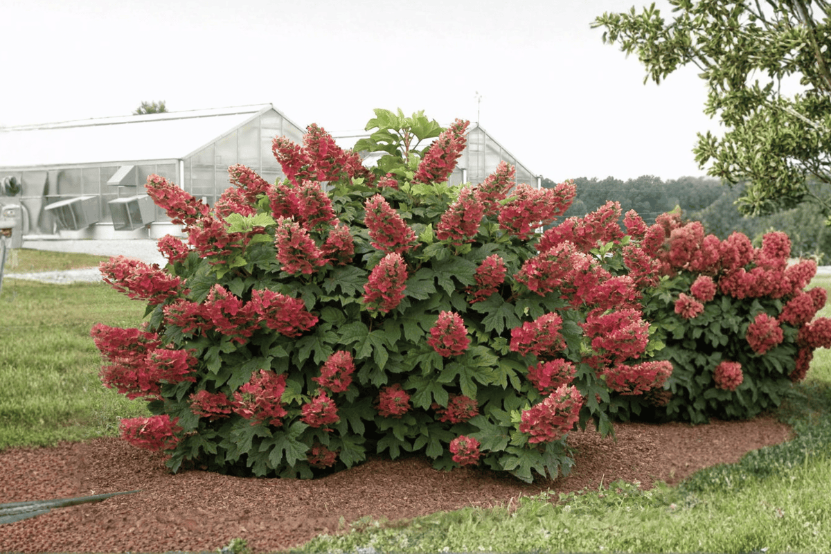 Ruby Slippers Oakleaf Hydrangea 1 Live Shrub, 3 Gallon Pot – Hydrangea quercifolia ‘Ruby Slippers’