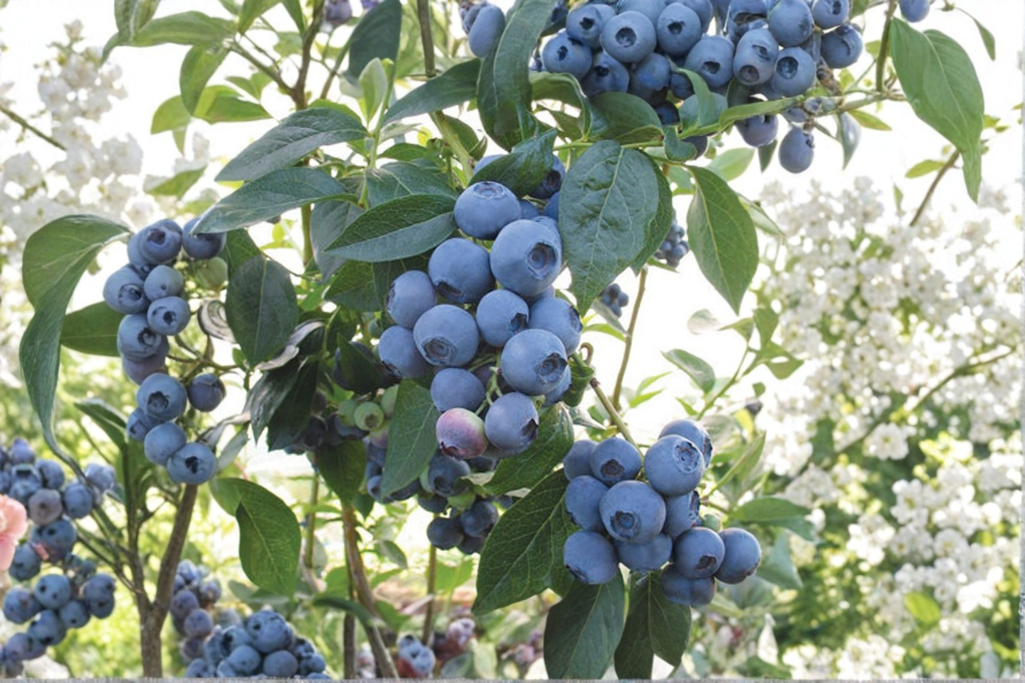 Spartan Blueberry Bush Live Plant 1 Gallon Pot Berry Shrub Fruit Plant for Home Garden Container Growing and Backyard Orchard