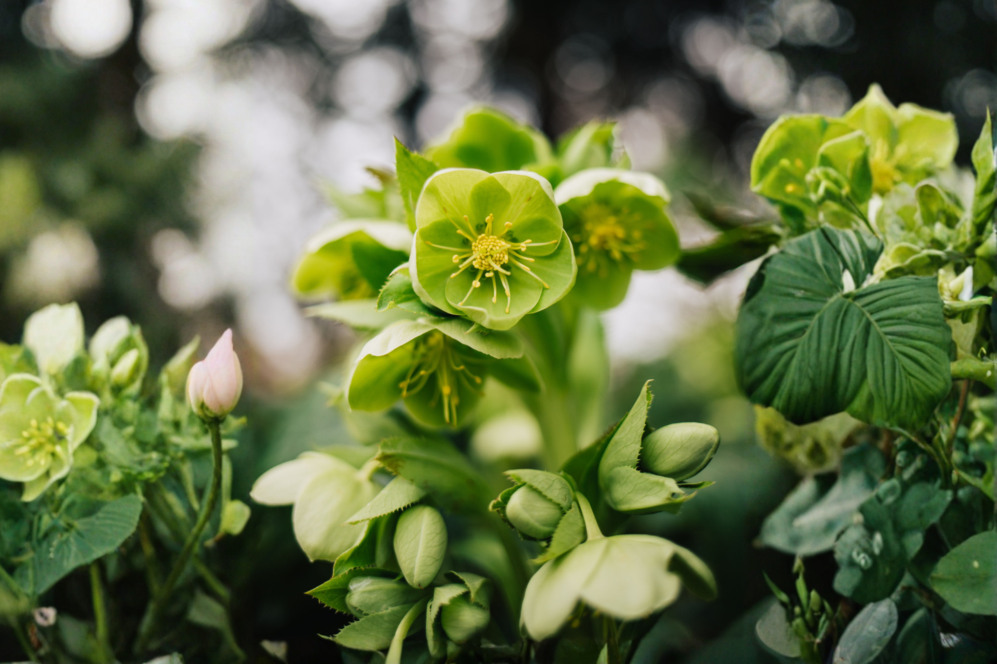 Lenten Rose Live Starter Plant – 3 Inch Pot – Helleborus Perennial