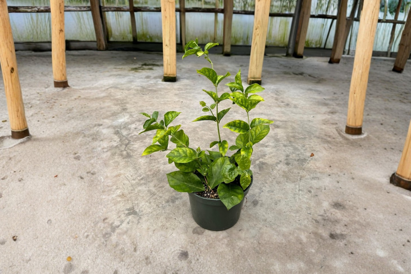 Arabian Sambac Jasmine Live Plant 6 Inch Pot Indoor Outdoor Flowering Starter Plant