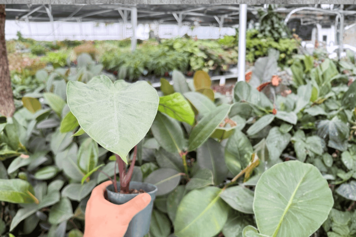 Alocasia Dark Star 2 Exact Live Plants – Specific 4-Inch Pots – Alocasia ‘Dark Star’