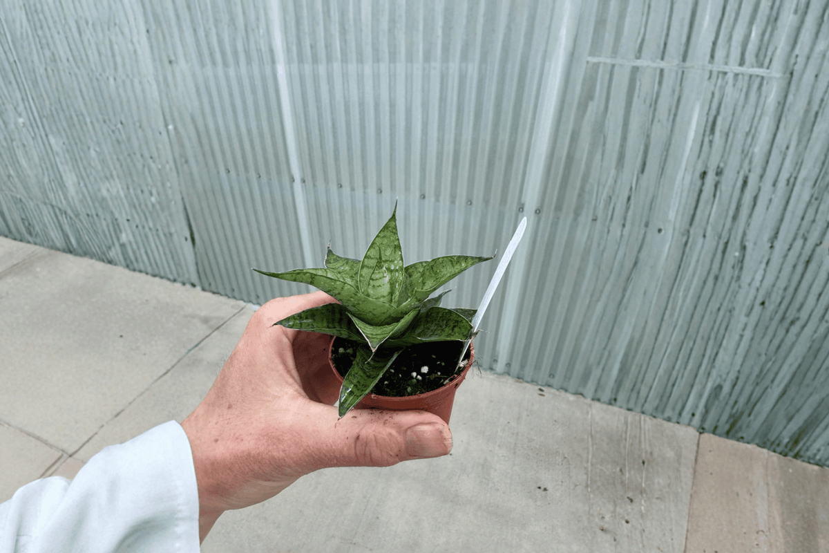 Sansevieria Gabriella – 2 Live Starter Snake Plants, 2-Inch Size – Dracaena ‘Gabriella’