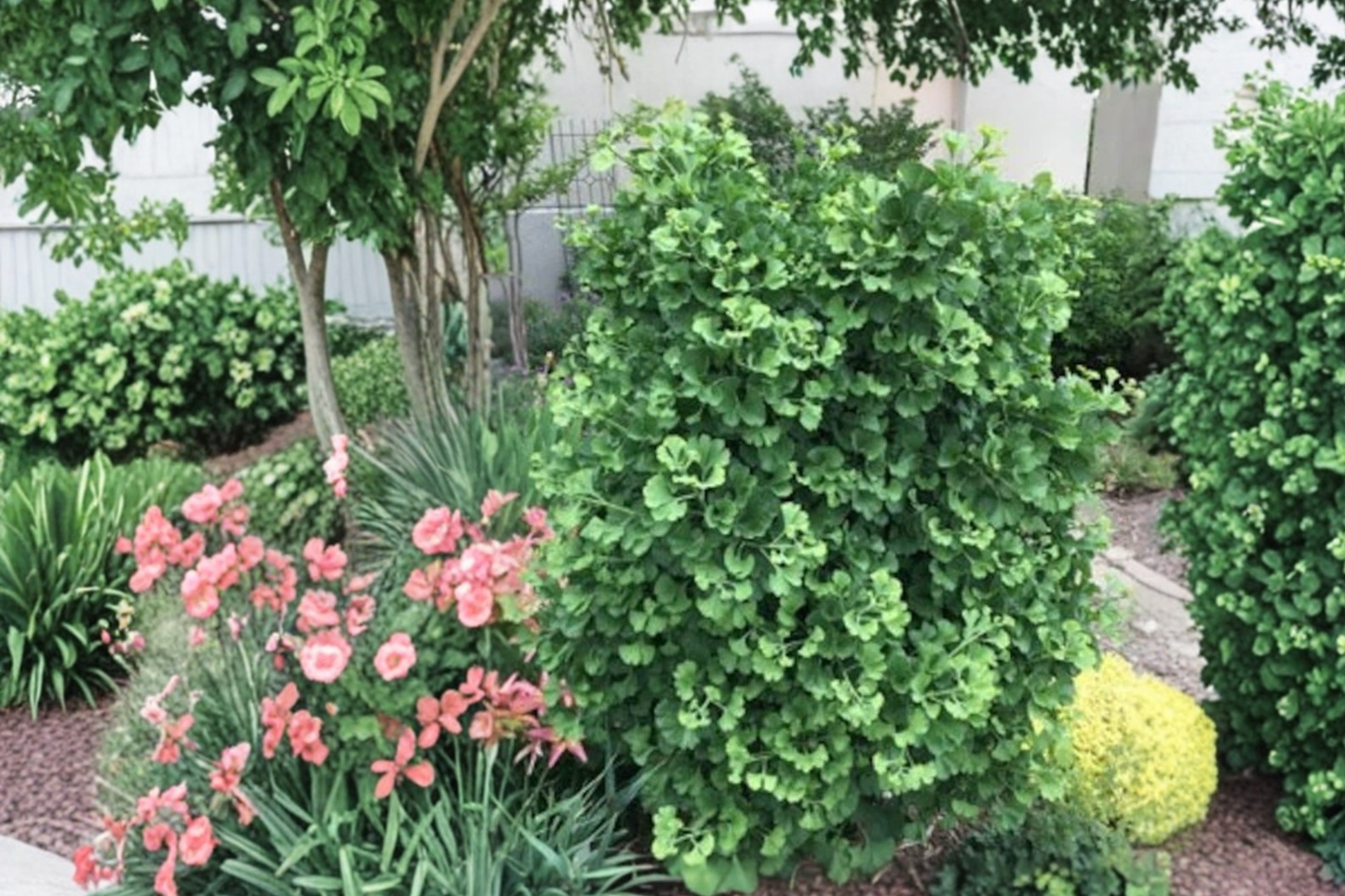 Dwarf Ginkgo ‘Gnome’ Live Plant 8 Inch Tall – Ginkgo biloba Compact Tree 1 Year Graft Ornamental Garden Plant
