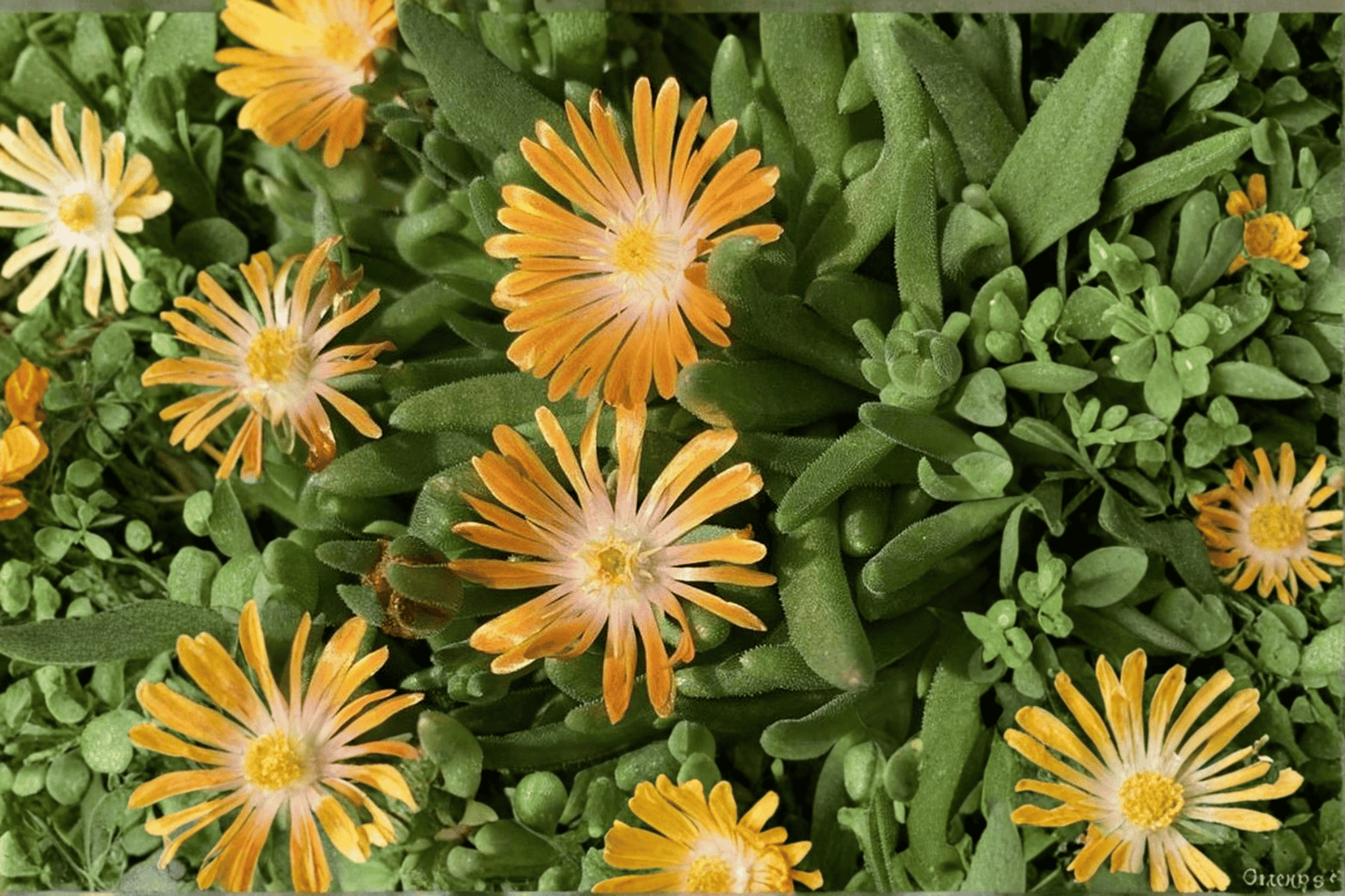 Orange Crush Ice Plant 1 Live Plant – 4-Inch Pot – Delosperma ‘Orange Crush’