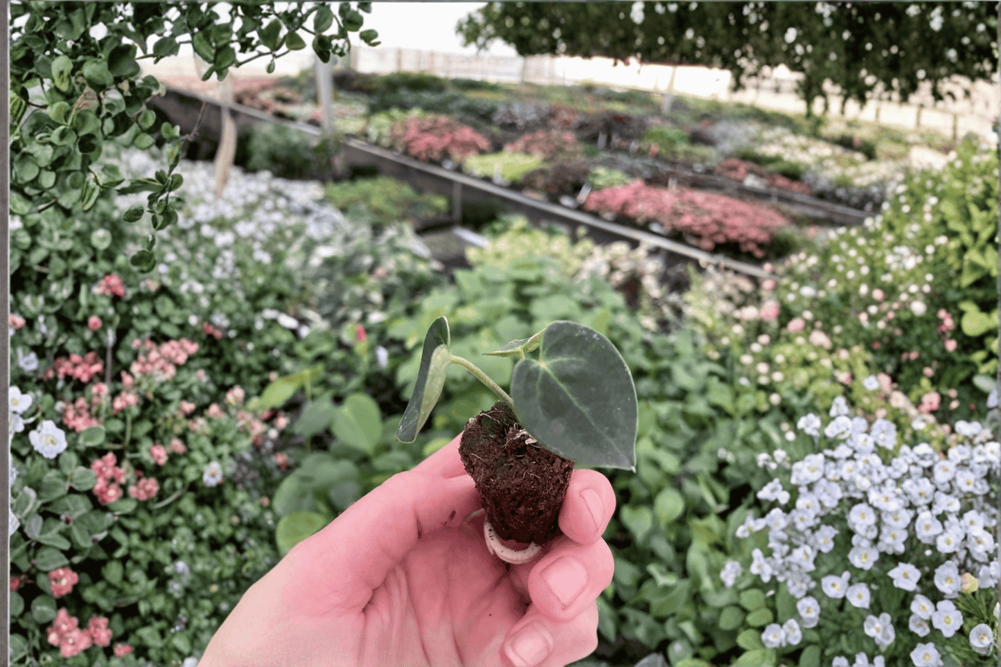 2 Anthurium clarinervium Tissue Culture Starter Plants Bare Root – Anthurium clarinervium