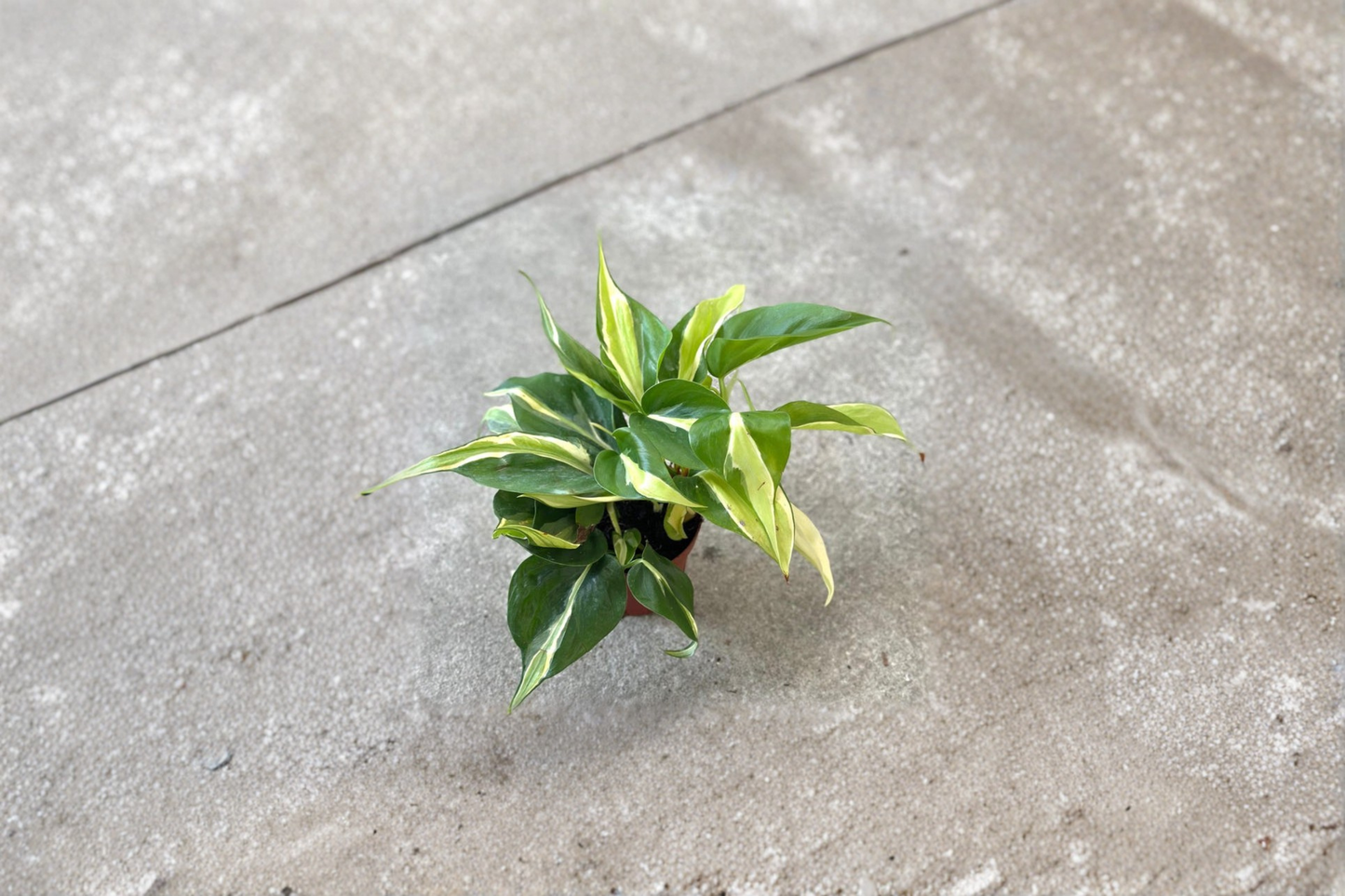 Philodendron Rio Live Plant Starter Cutting Indoor Houseplant Variegated Tropical Vine Plant Home Decor Gift Garden Plant