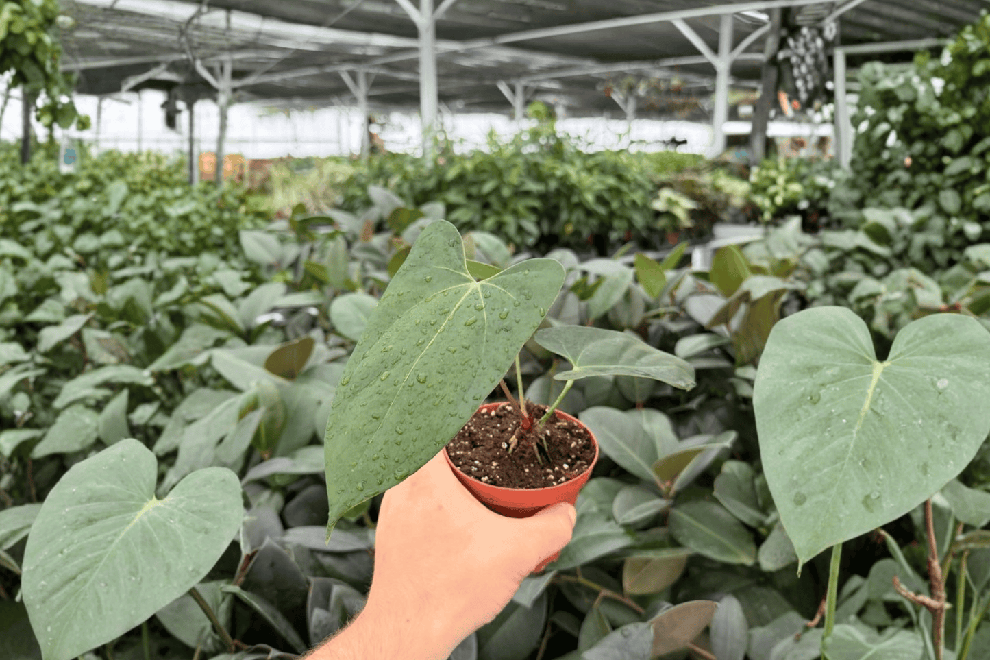 Anthurium Portillae x Papi 2 Exact Live Plants – 4-Inch Pots – Anthurium Hybrid