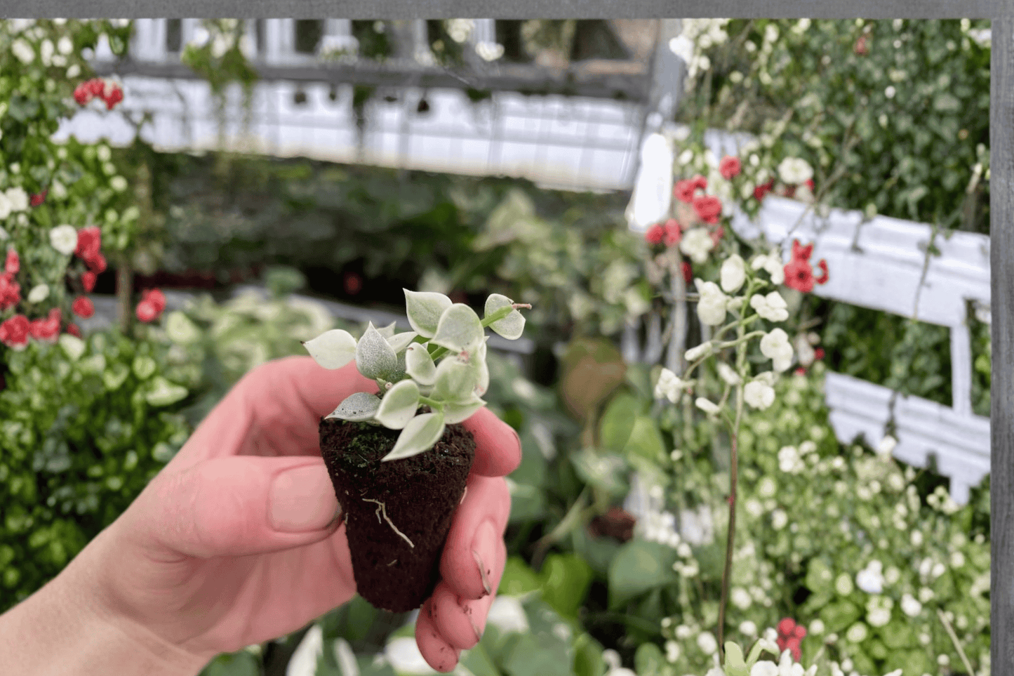 2 Variegated Dischidia ruscifolia Starter Plants – Bare Root – Million Hearts Vine