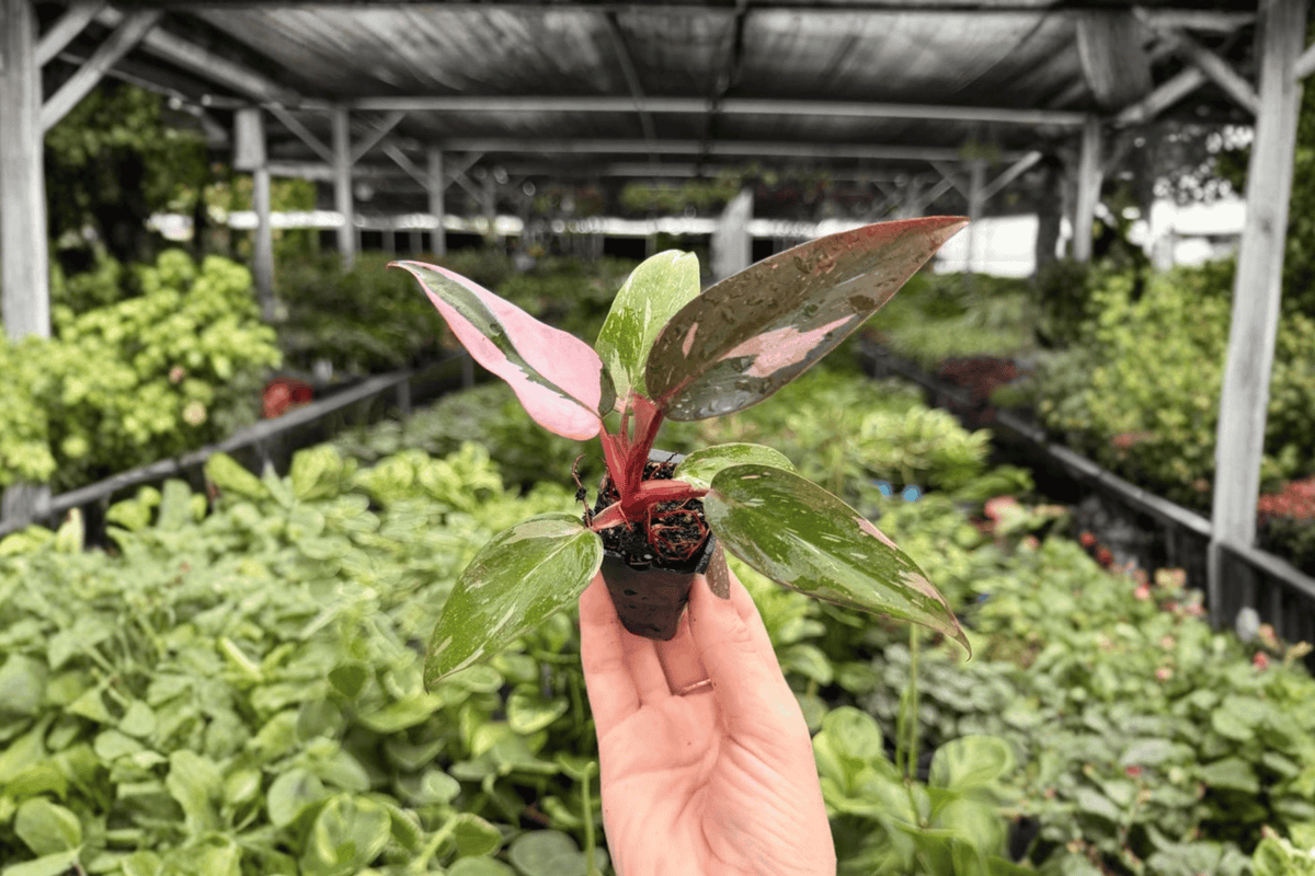 Philodendron Pink Princess 2 Exact Starter Plants – 2” Cultivation Size
