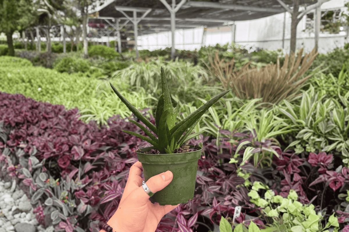 Aloe Black Gem 2 Exact Live Plants – 4-Inch Pots – Aloe 'Black Gem'