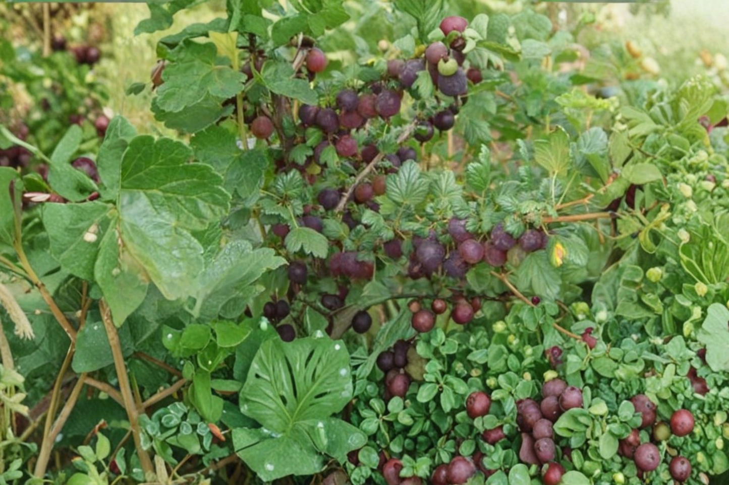 Black Velvet Gooseberry Live Plant Gooseberry Bush Deep Purple Fruit Shrub Vigorous Berry Plant for Garden and Backyard Orchard