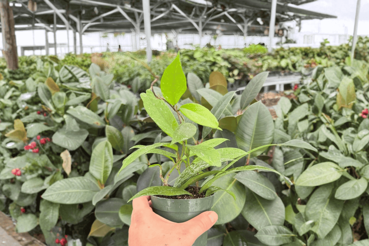Hoya Pubicalyx Splash 2 Exact Live Plants – Specific 4-Inch Pots – Hoya pubicalyx ‘Splash’