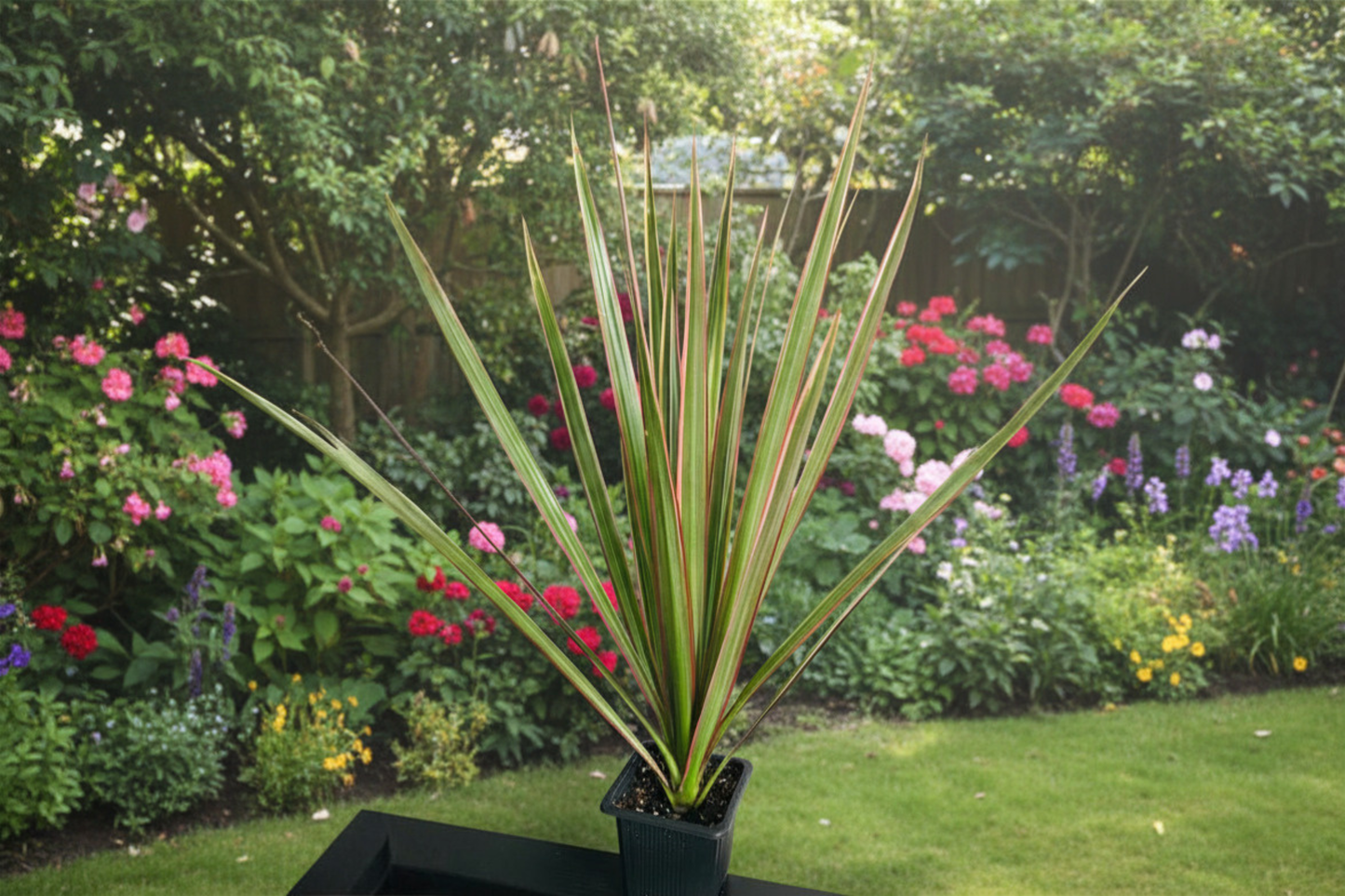 Dragon Tree Live Plant Dracaena Marginata 1 Foot Tall Indoor Houseplant Tropical Foliage Plant Shipped Without Pot