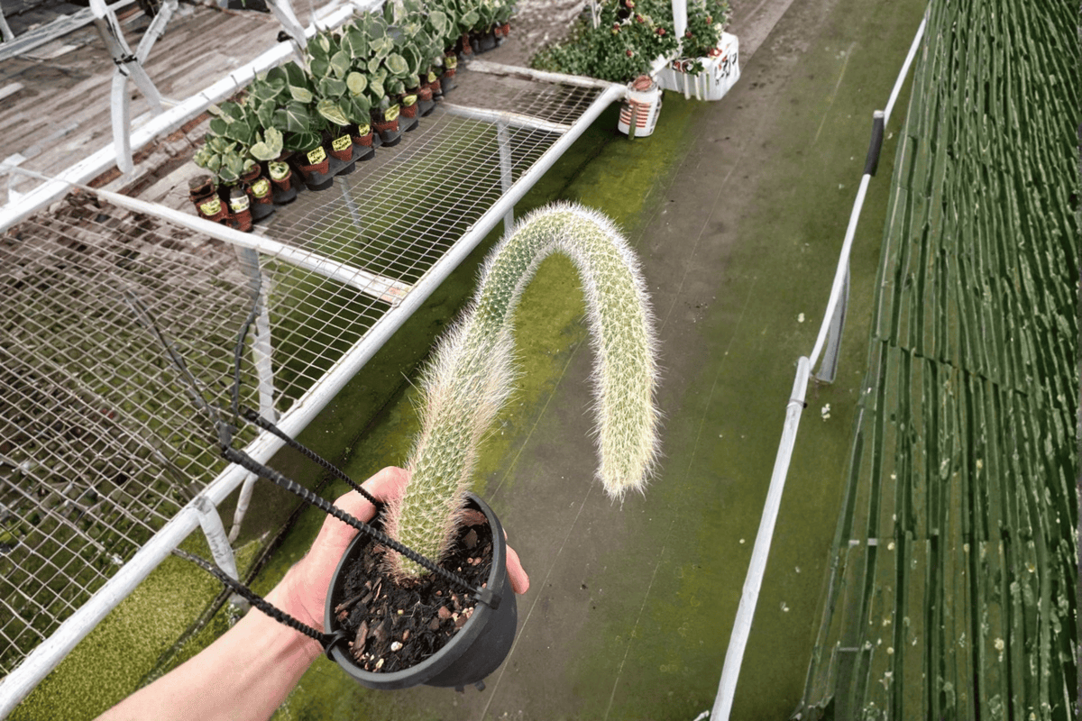 Monkey Tail Cactus 2 Live Plants – 4-Inch Hanging Baskets – Cleistocactus colademononis
