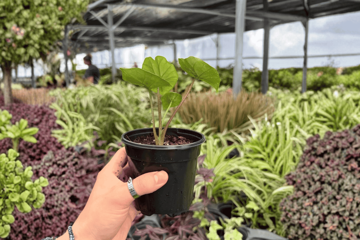 Alocasia Platinum ‘Bisma’ 2 Exact Live Plants – 4-Inch Pots – Alocasia ‘Bisma’