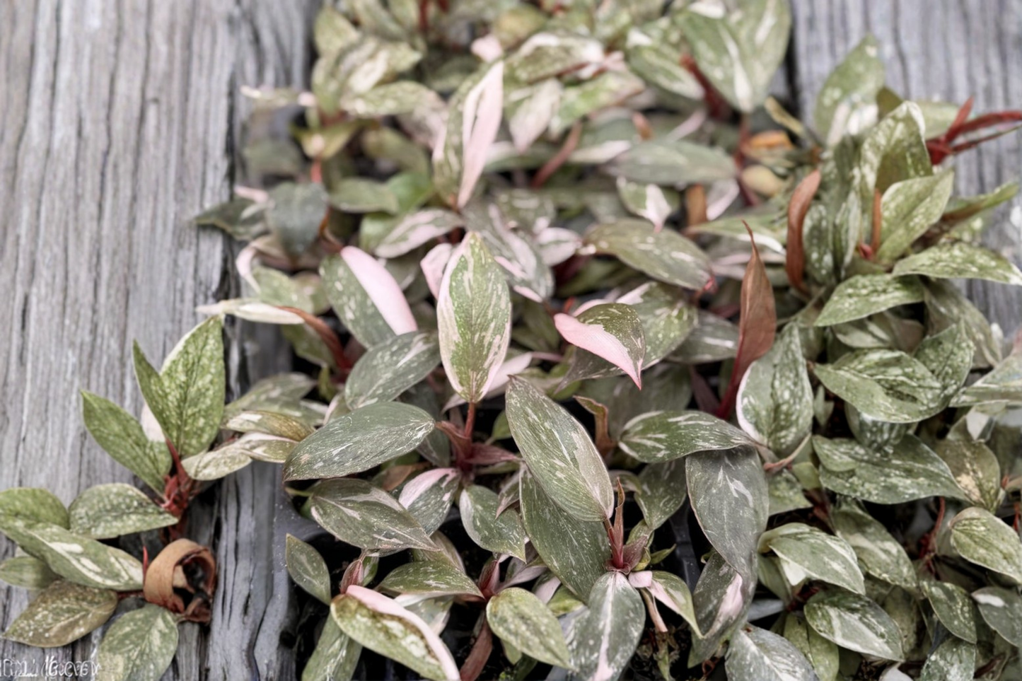 Philodendron Pink Princess Live Plant Rare Pink Variegated Tropical Houseplant in 2 Inch Pot