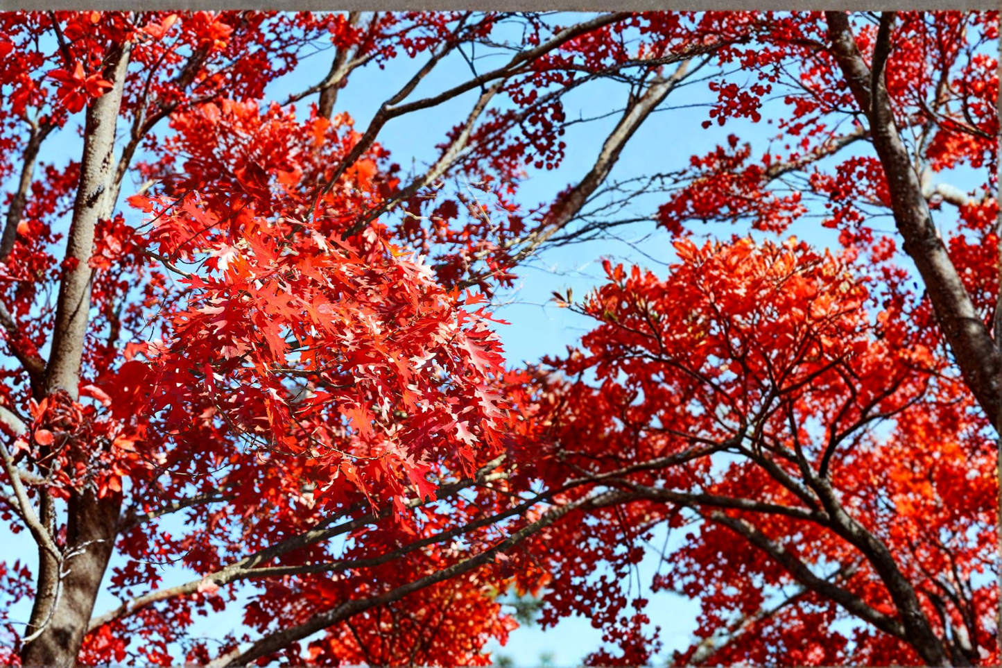 Shumard Red Oak Tree Live Plant 5 Gal 6 Ft – Fast Growing Shade Tree for Landscaping, Hardy Oak Tree for Yard Garden