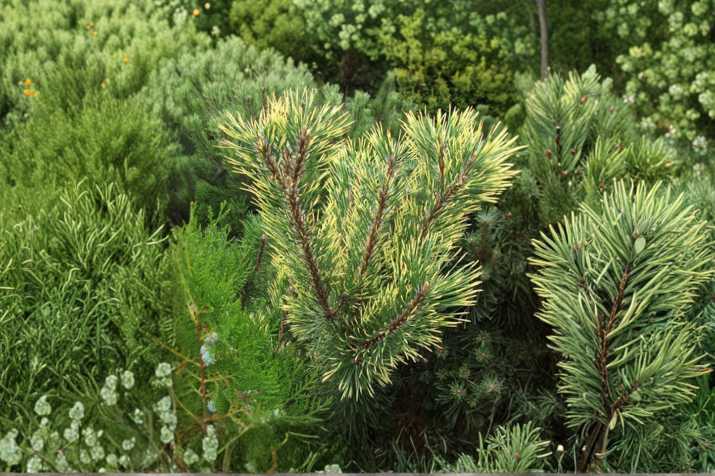 Chameleon Mugo Pine 12 Inch Live Plant 1 Gallon Pot – Pinus mugo Color Changing Evergreen Conifer Compact Garden Tree
