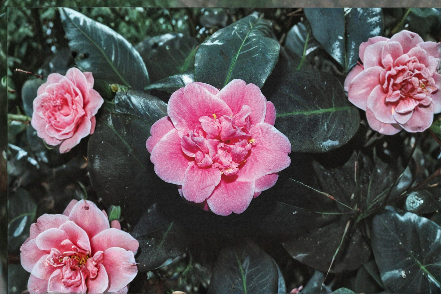 Japanese Camellia ‘Tama Bambino’ 1 Gallon Live Plant – Camellia japonica Pink Compact Evergreen Shrub