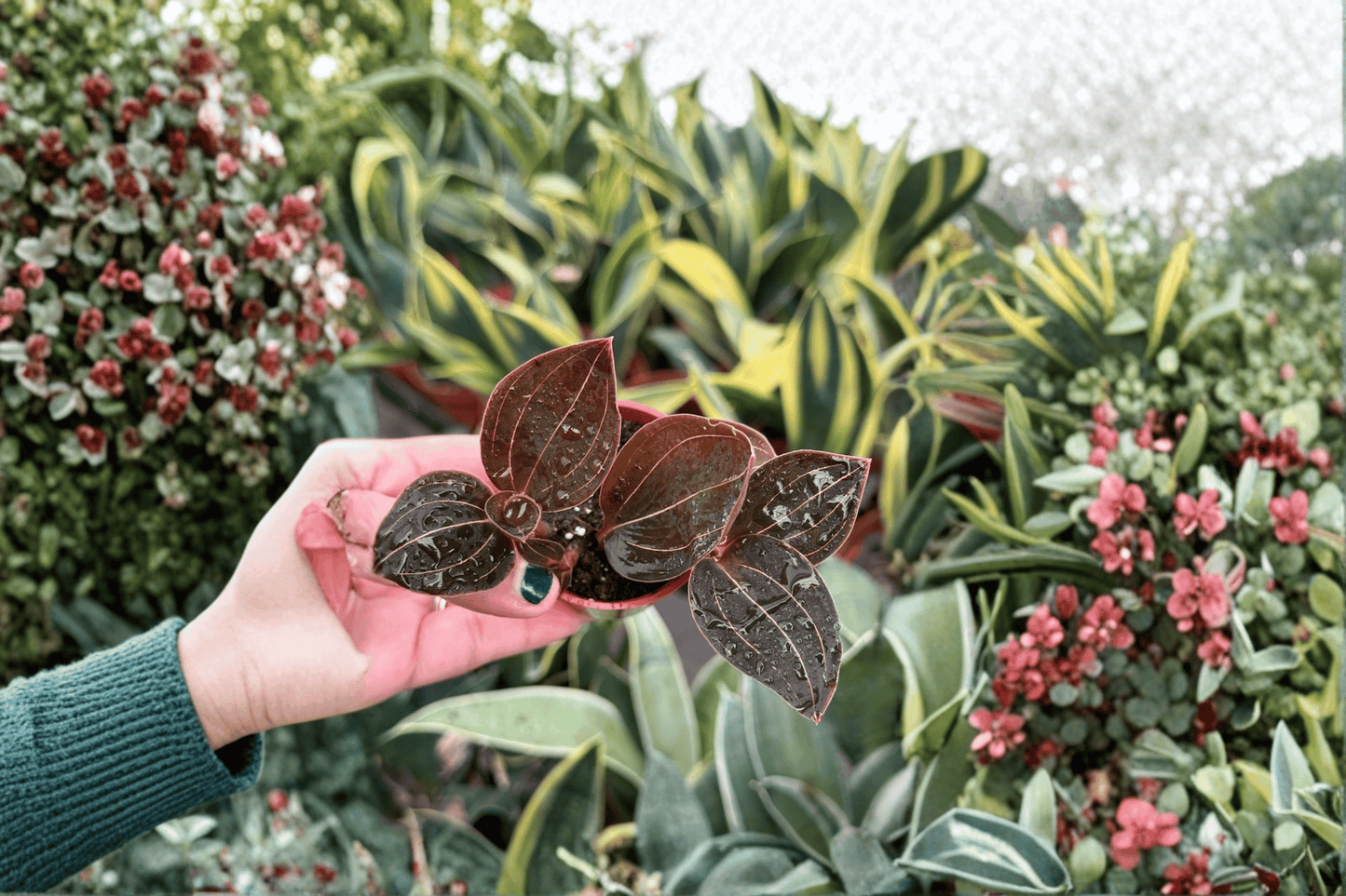 Ludochilus 'Sea Turtle' Jewel Orchid Live Starter Plant – 2 Plants Bare Root – Ludochilus 'Sea Turtle' – Originally Grown in 2" Pot