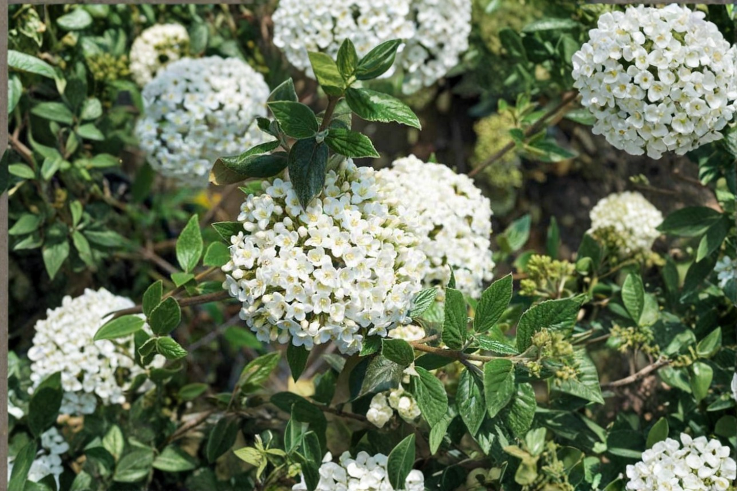 Burkwood Viburnum Live Plant 1 Gallon Pot – Viburnum x burkwoodii Fragrant White Spring Bloom Shrub Garden Landscape