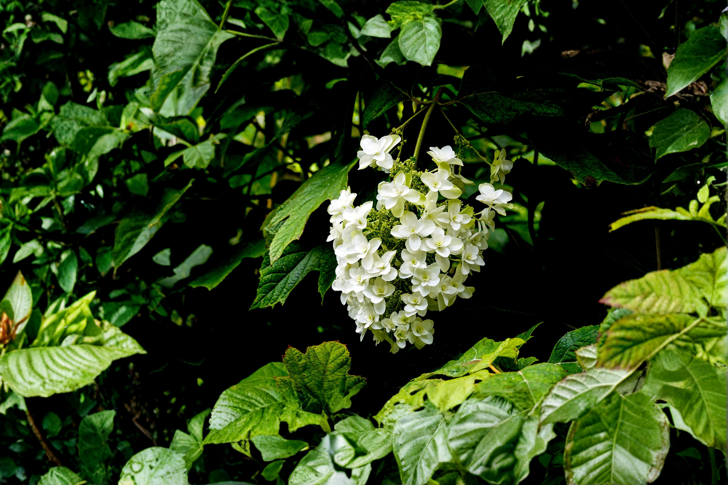 Snow Queen Oakleaf Hydrangea Live Plants 2 Rooted Starters in 1 Qt Pots Hydrangea Quercifolia White Flower Shrub