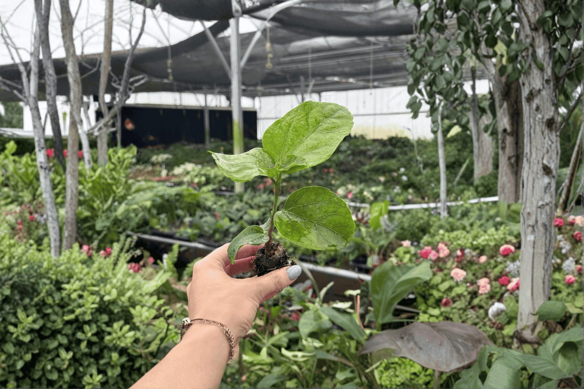Red Planet Hibiscus 2 Live Starter Plants – 2-Inch Starter Size – Bare Root