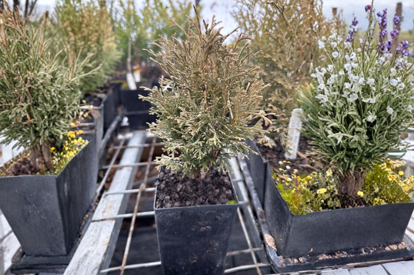 Tiny Tim Arborvitae Live Plant Quart Pot – Thuja occidentalis Dwarf Evergreen Shrub Compact Garden Landscape