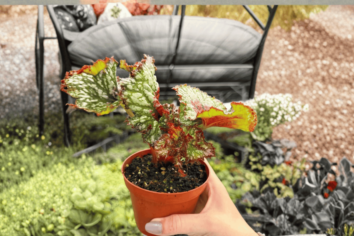 Begonia Harmony’s Confetti – 2 Exact Live Plants, 4-Inch Size – Begonia ‘Harmony’s Confetti’