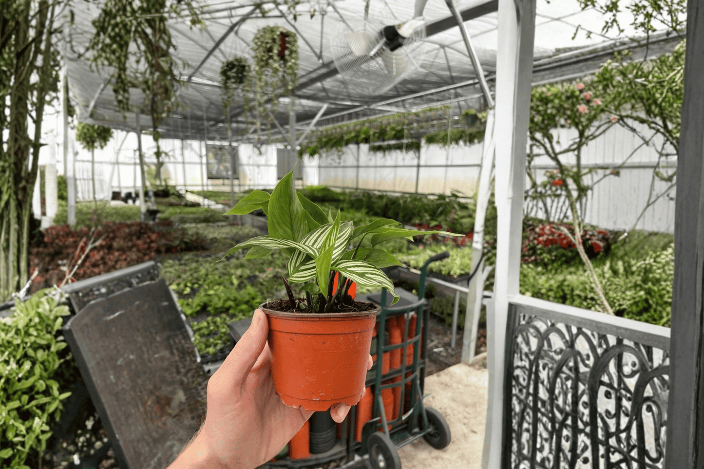 Calathea Vittata 2 Live Plants – 4-Inch Pots – Goeppertia elliptica ‘Vittata’