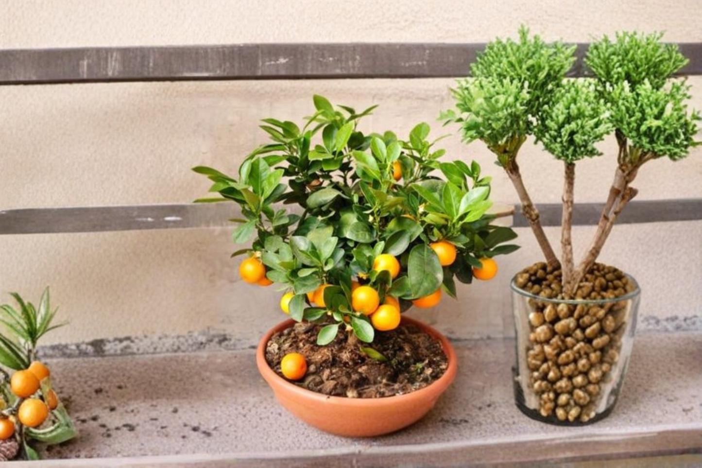 Owari Satsuma Tree Live Plant 3 Gallon Satsuma Mandarin Citrus Tree Seedless Easy Peel Fruit Tree for Patio Garden